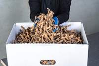 Verpakkingschipmachine HSM ProfiPack ecoChip-1