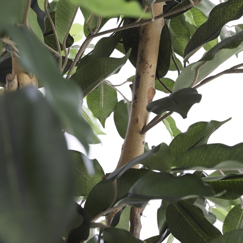 Kunstplant Mica Ficus groen in plastic pot Ø85 150cm-1