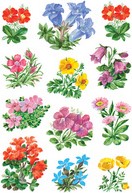 Extra afbeelding voor product 818043